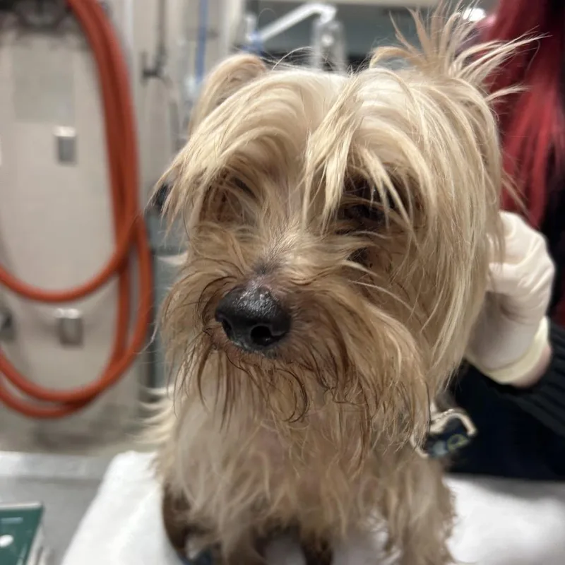 An adult small-sized male Mixed Breed dog named Sugar Plum for adoption in Jacksonville, FL