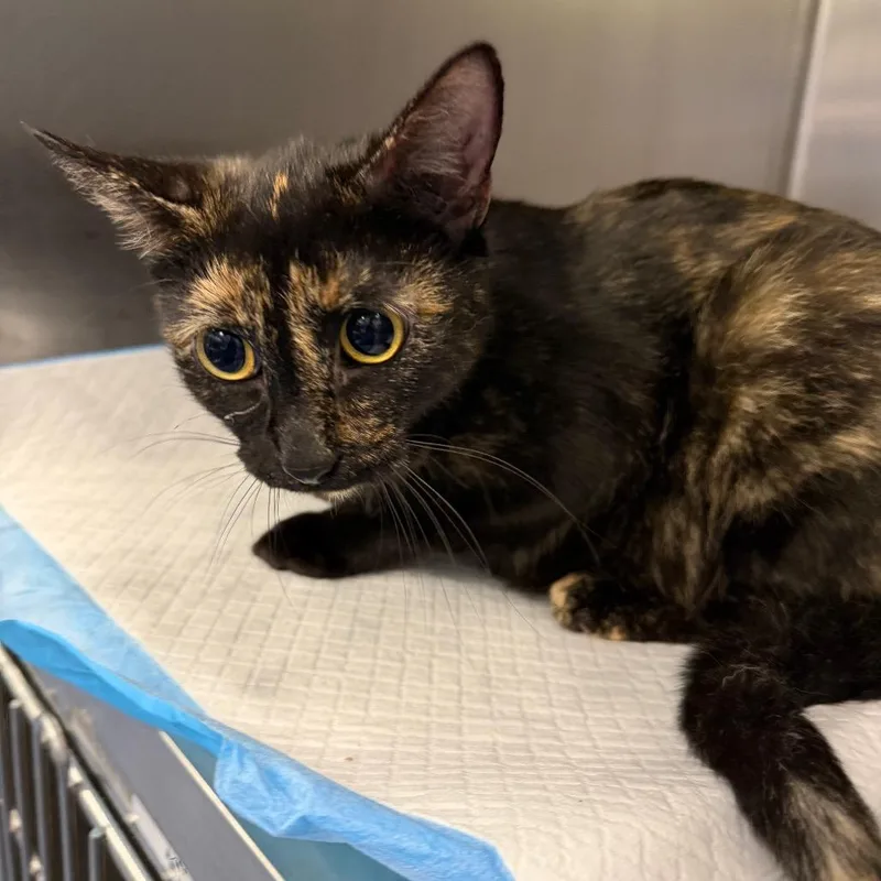 An adult medium-sized female Tortoiseshell Domestic Short Hair cat named Chobani for adoption in Greensboro, NC