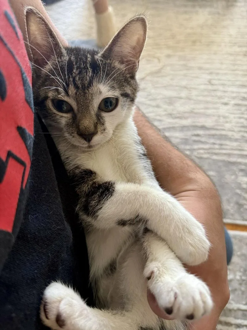 A baby medium-sized male Domestic Short Hair cat named Charlie for adoption in Brooklyn, NY