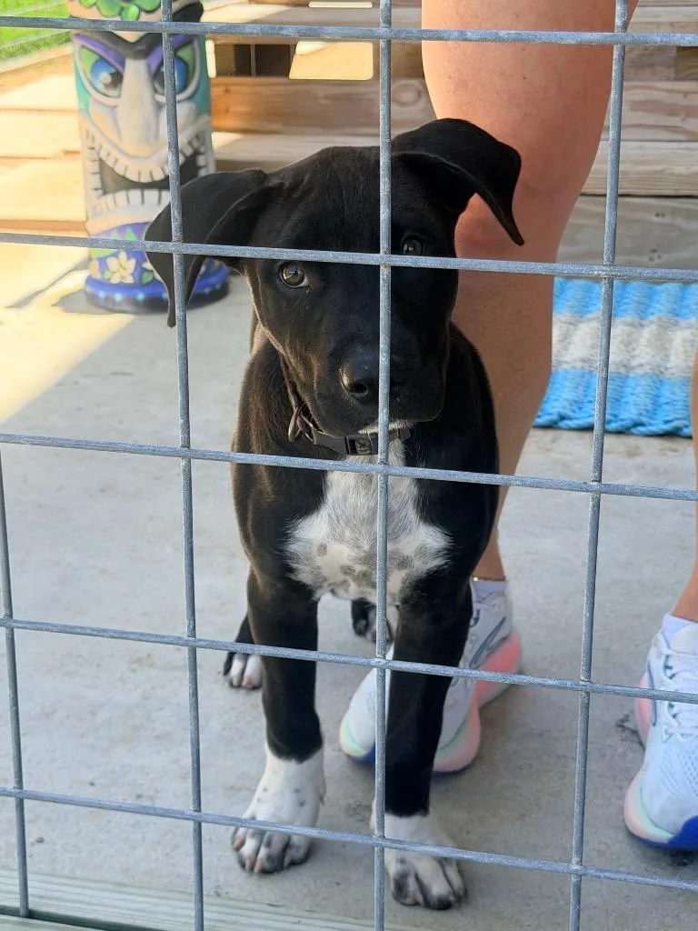 A baby medium-sized male Labrador Retriever dog named Forn for adoption in Rockport, TX