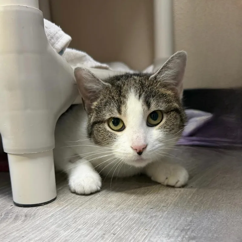 A baby large-sized female Domestic Short Hair cat named Tanuki for adoption in State College, PA