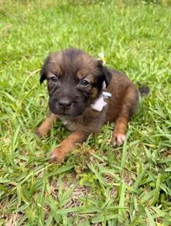 A baby medium-sized female Labrador Retriever dog named Sasha for adoption in Miami, FL
