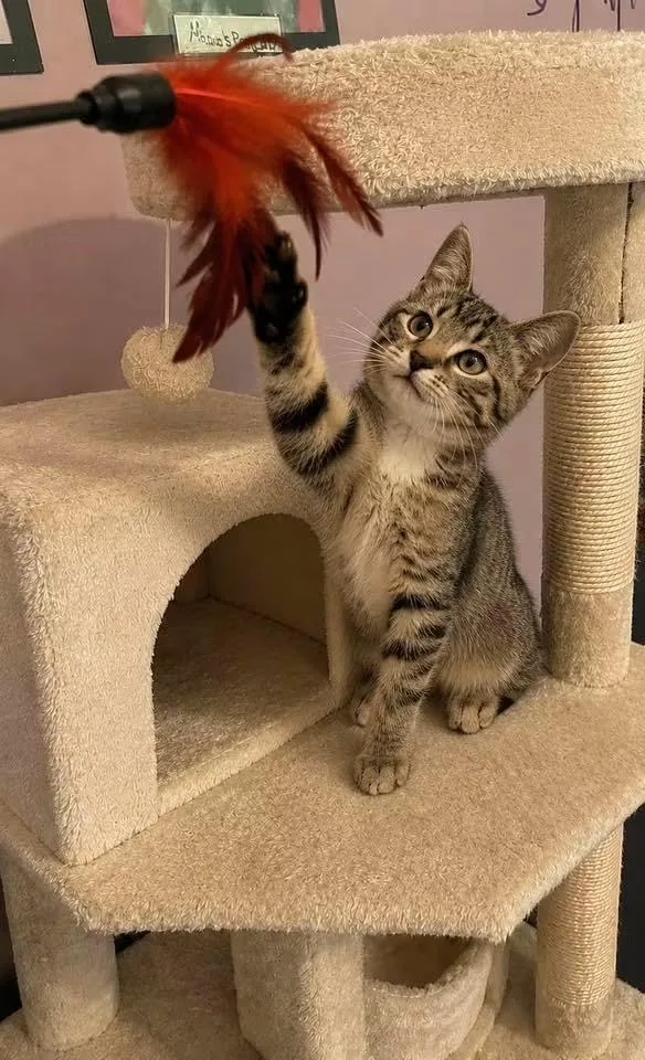 A young medium-sized male Tabby (Brown / Chocolate) Domestic Short Hair cat named Acorn for adoption in Belchertown, MA
