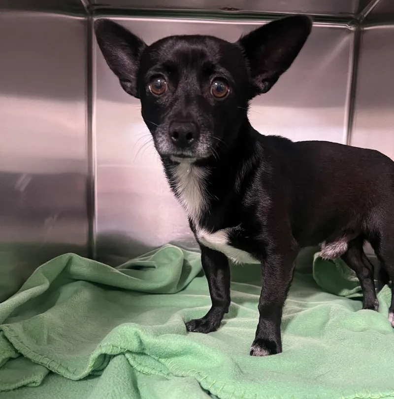 A young small-sized male Chihuahua dog named Jeremy for adoption in Labelle, FL