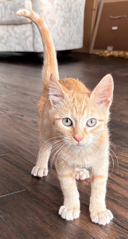 A baby small-sized male Domestic Short Hair cat named Fred for adoption in Houston, TX