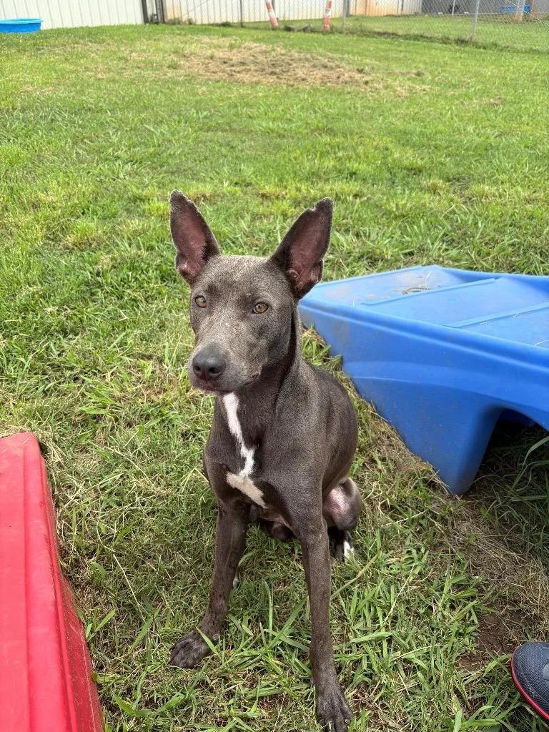 An adult medium-sized female Mixed Breed dog named Mama for adoption in Bossier City, LA