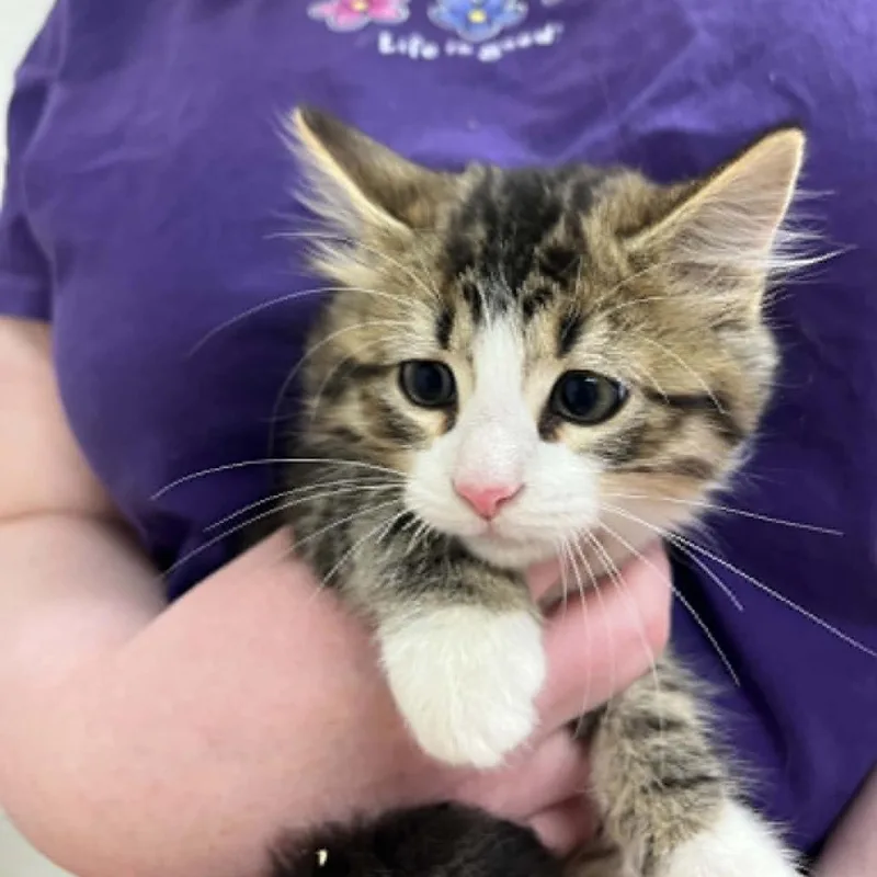 A baby small-sized male Brown / Chocolate Domestic Short Hair cat named Ostrich for adoption in Lyndhurst, VA