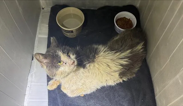 An adult small-sized male Domestic Short Hair cat named Boston for adoption in San Antonio, TX