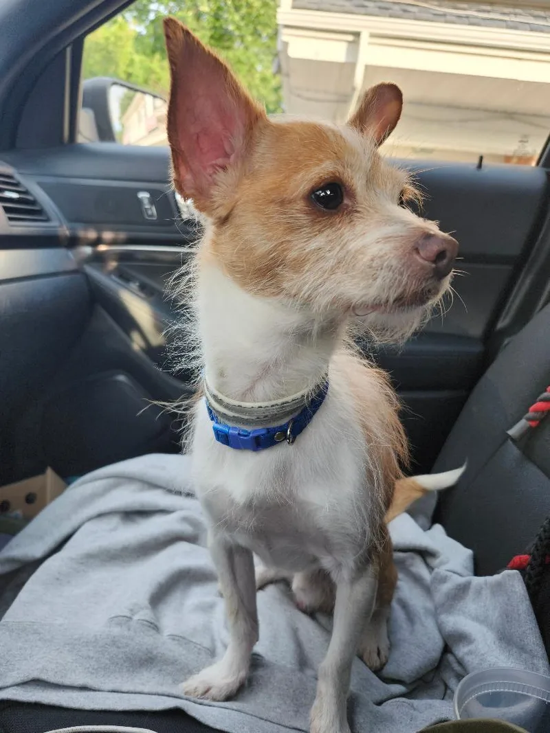 A young small-sized male Yellow / Tan / Blond / Fawn Chihuahua dog named Gonzo for adoption in Lambertville, NJ