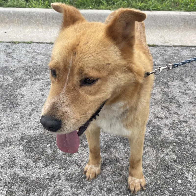 A young medium-sized male Red / Chestnut / Orange Mixed Breed dog named Browny for adoption in Green Forest, AR