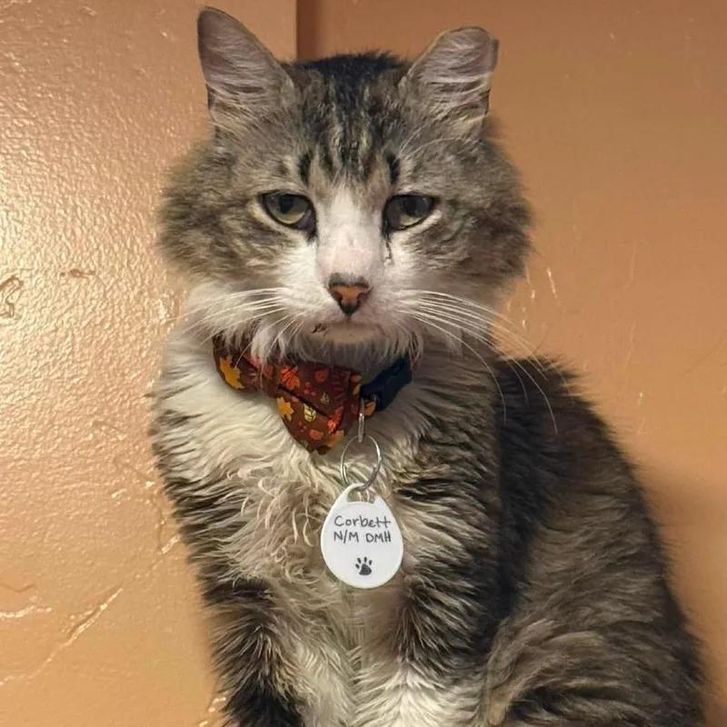 An adult small-sized male Brown / Chocolate Domestic Long Hair cat named Corbett for adoption in Tucson, AZ
