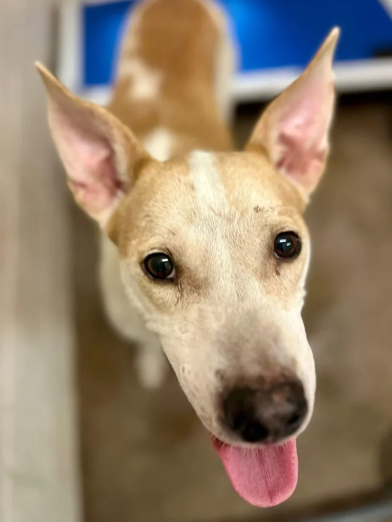 A young medium-sized female Yellow / Tan / Blond / Fawn Labrador Retriever dog named Star for adoption in Sherman, TX