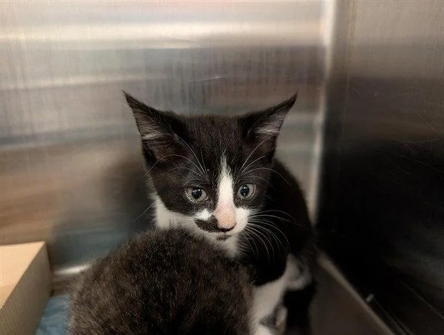A baby medium-sized female Black & White / Tuxedo Domestic Short Hair cat named Firecracker for adoption in Tavares, FL