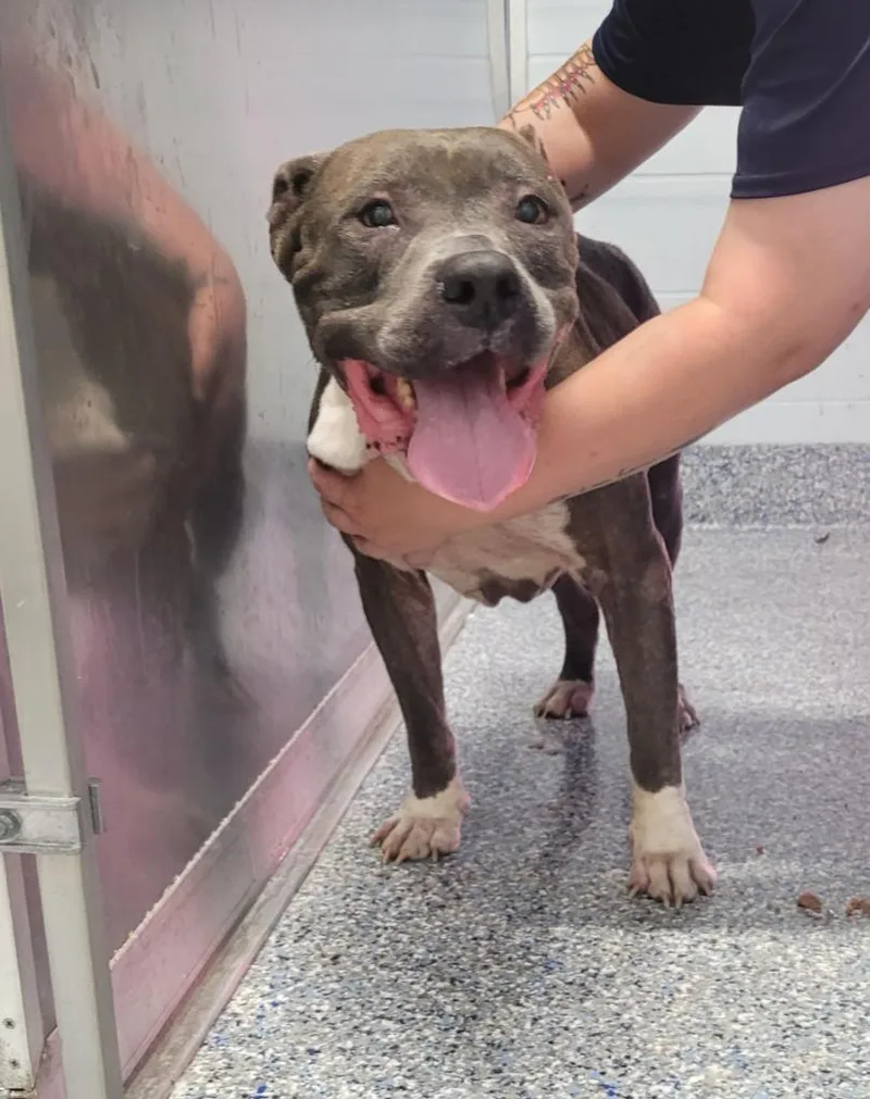 An adult medium-sized male Mixed Breed dog named Morgan Fleaman for adoption in Angola, IN