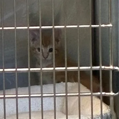 A baby small-sized male Orange / Red Domestic Short Hair cat named Sinon for adoption in Los Angeles, CA