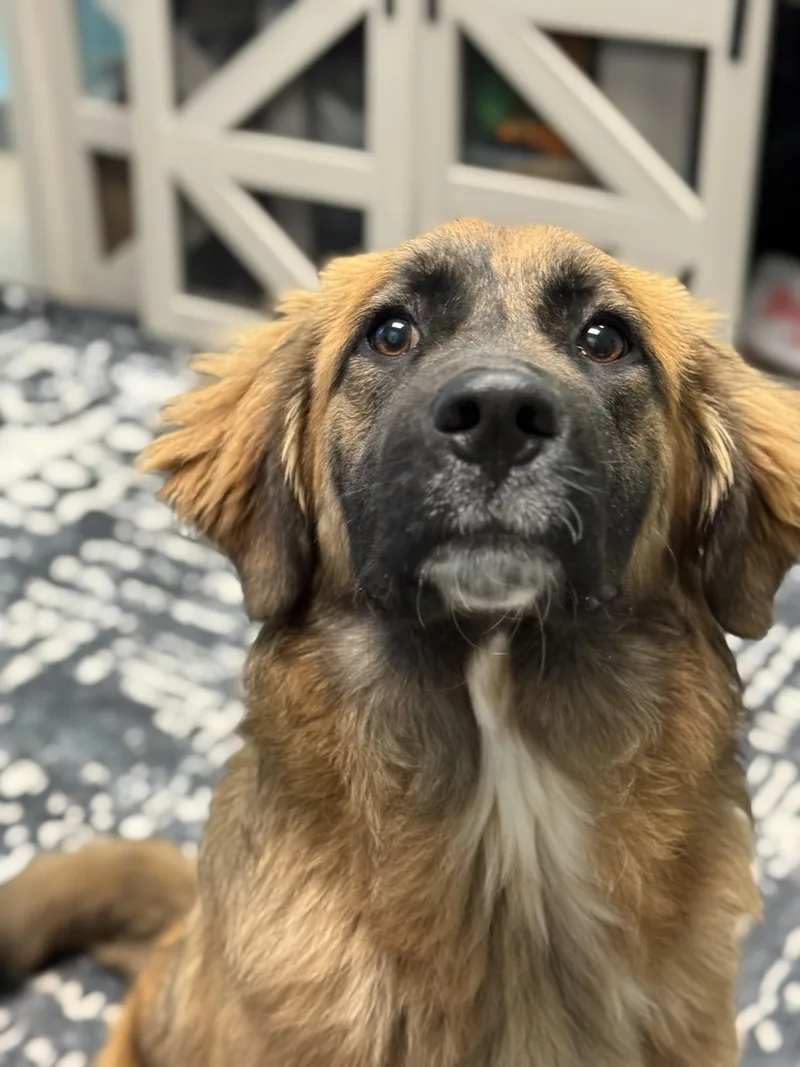 A young large-sized female Black Anatolian Shepherd dog named Lilipup for adoption in Ashland, VA