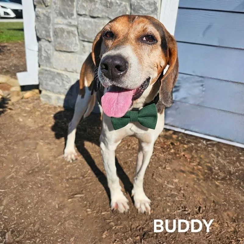 A senior medium-sized male Treeing Walker Coonhound dog named Buddy for adoption in Madisonville, TN