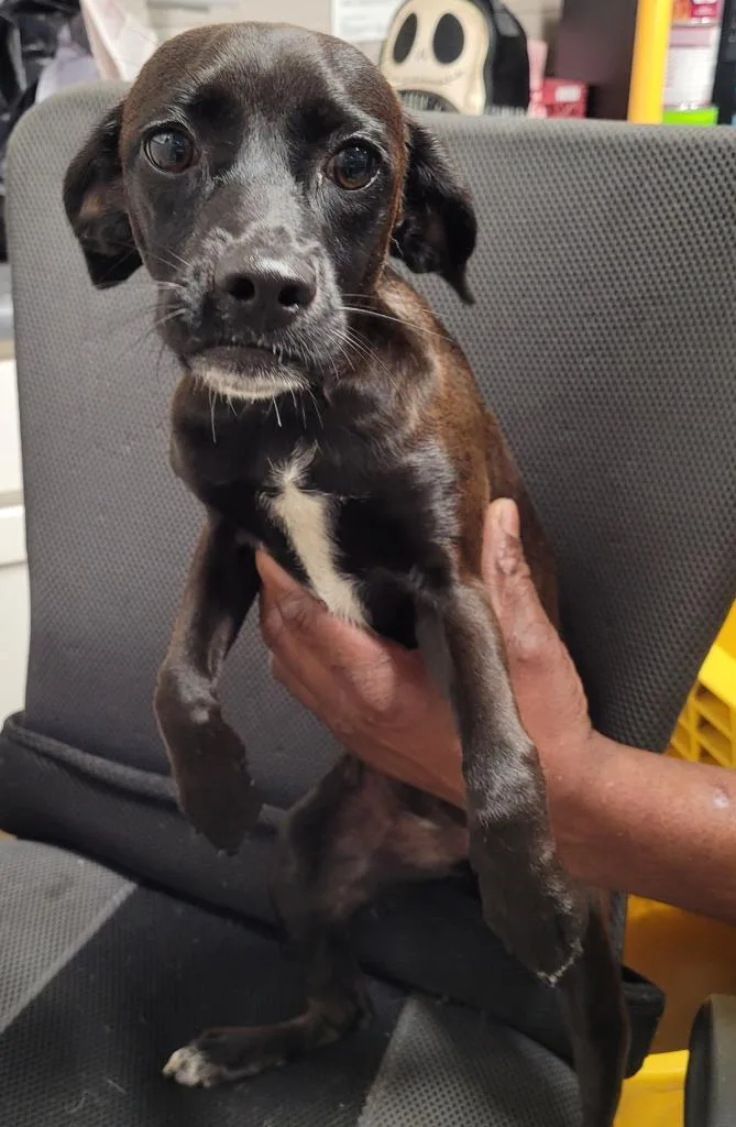 A baby small-sized female Terrier dog named Mavis for adoption in Hopkinsville, KY
