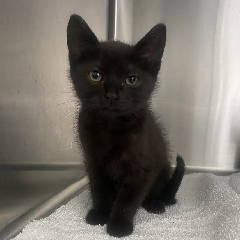 A baby small-sized female Black Domestic Short Hair cat named Lilo for adoption in Chapel Hill, NC
