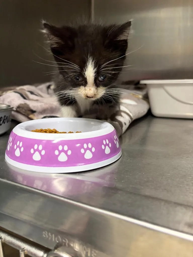 A baby small-sized male Domestic Short Hair cat named Monday for adoption in Meriden, CT