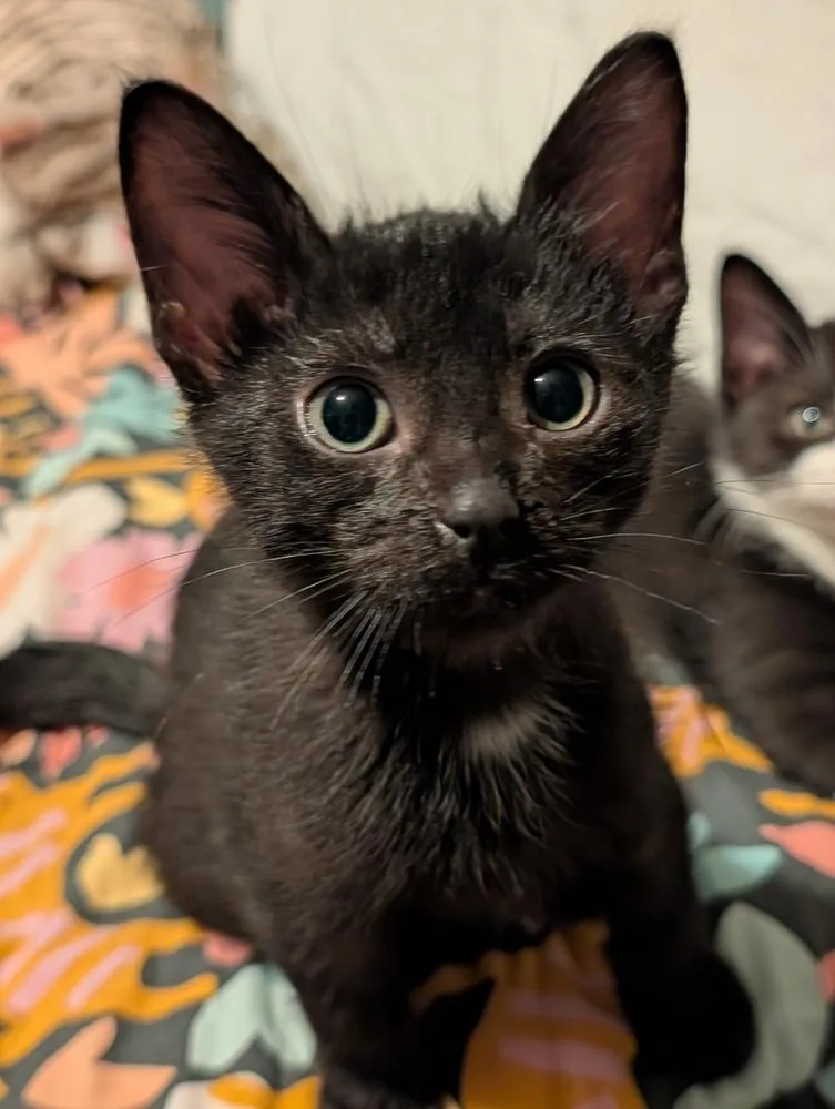 A baby small-sized male Black & White / Tuxedo Domestic Short Hair cat named Fuzzy for adoption in Chicago, IL