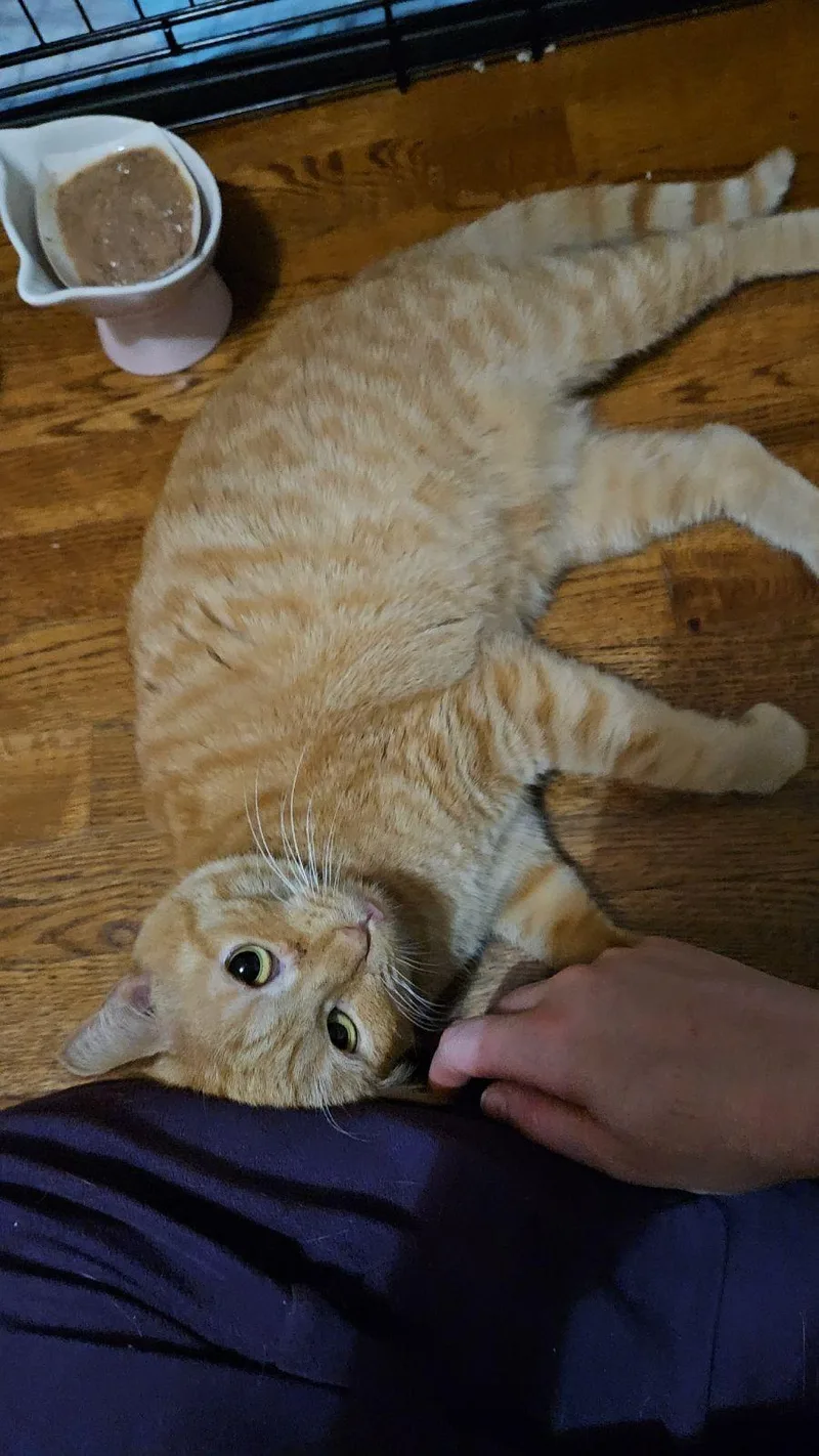 An adult small-sized female Orange / Red Domestic Short Hair cat named Mimosa for adoption in Forest, VA