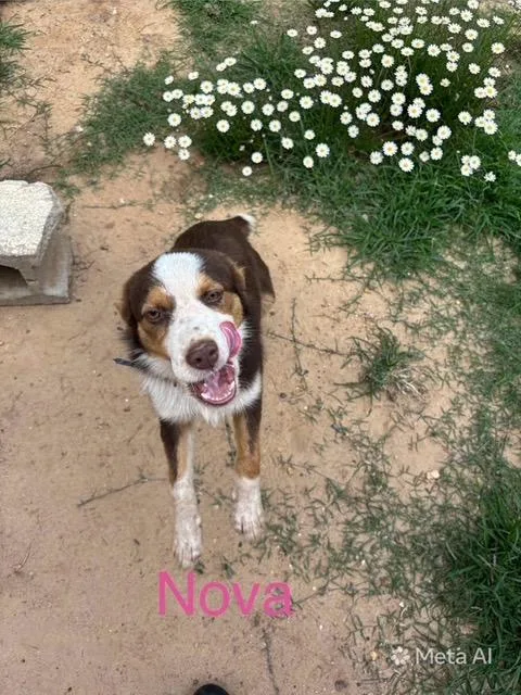 A baby medium-sized female Australian Shepherd dog named Nova for adoption in Zimmerman, MN