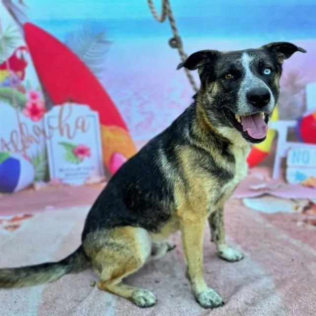 A young large-sized male German Shepherd Dog dog named Reese for adoption in Long Beach, CA