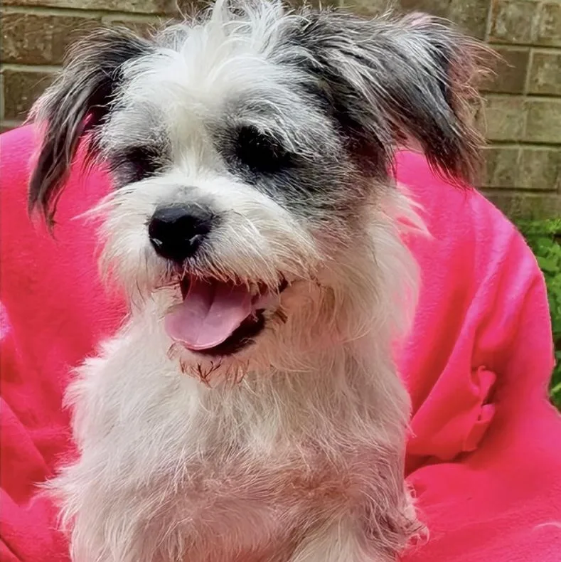 An adult small-sized female White / Cream Shih Tzu dog named Sugarsnap Orthw for adoption in Missouri City, TX