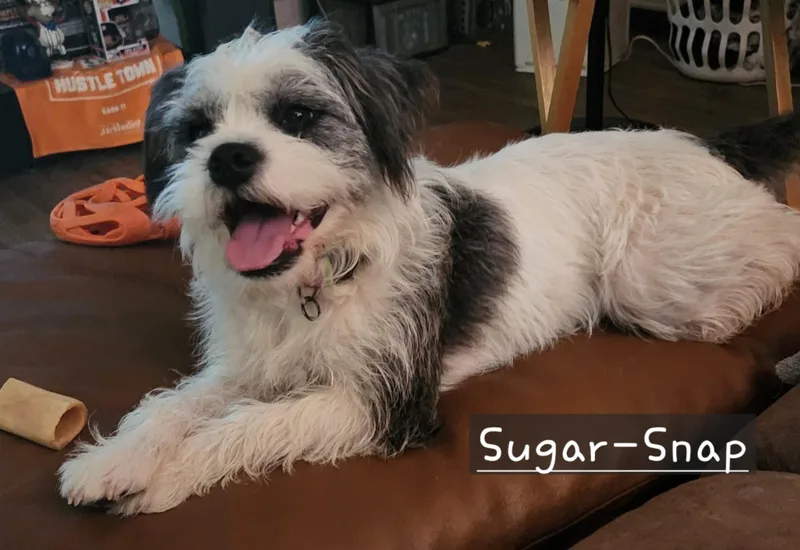 Sugarsnap Orthw thumbnail 2