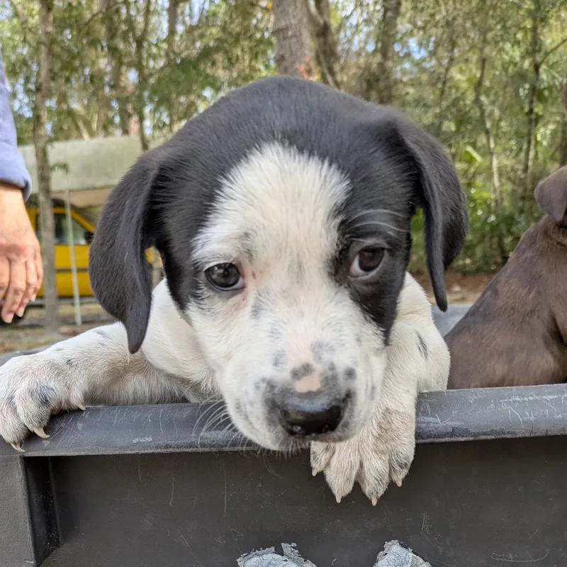 A baby small-sized female Black Mixed Breed dog named Kathrine Hepburn for adoption in Williston, FL