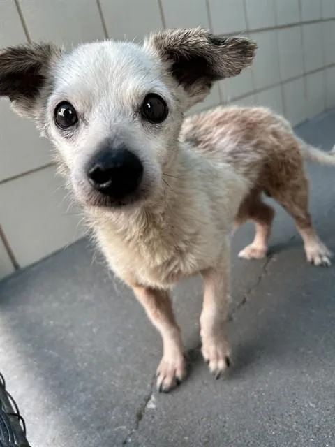 A senior small-sized male Chihuahua dog named Willow for adoption in Corpus Christi, TX