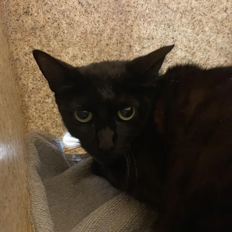 An adult medium-sized female Black Domestic Short Hair cat named Moira for adoption in Pasadena, CA