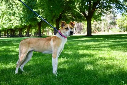 A baby medium-sized female Cattle Dog dog named Roja for adoption in Yakima, WA