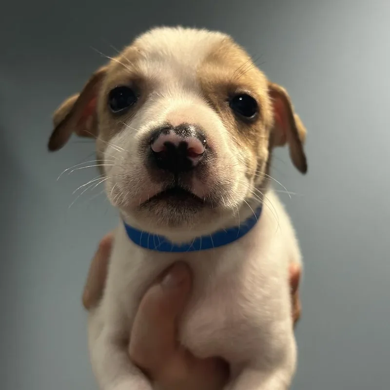 A baby small-sized male Yellow / Tan / Blond / Fawn Mixed Breed dog named Silco for adoption in Chattanooga, TN