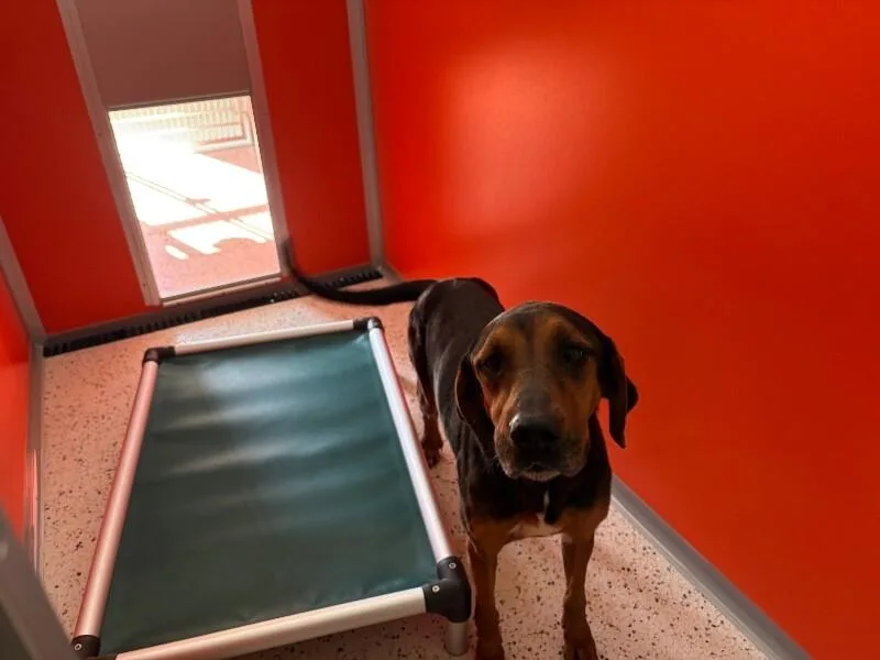 An adult medium-sized female Brown / Chocolate Hound dog named Willow for adoption in Providence Forge, VA
