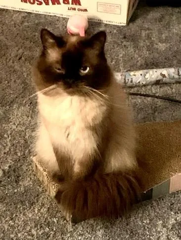 A young medium-sized male Brown / Chocolate Himalayan cat named Cadbury for adoption in Red Bank, NJ