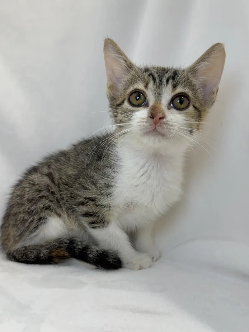 A baby medium-sized female Tabby (Buff / Tan / Fawn) Domestic Short Hair cat named Priscilla for adoption in Greensboro, NC
