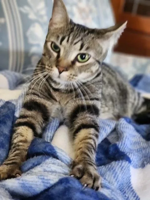 A baby small-sized female Tabby (Brown / Chocolate) Domestic Short Hair cat named Ash for adoption in Ladson, SC