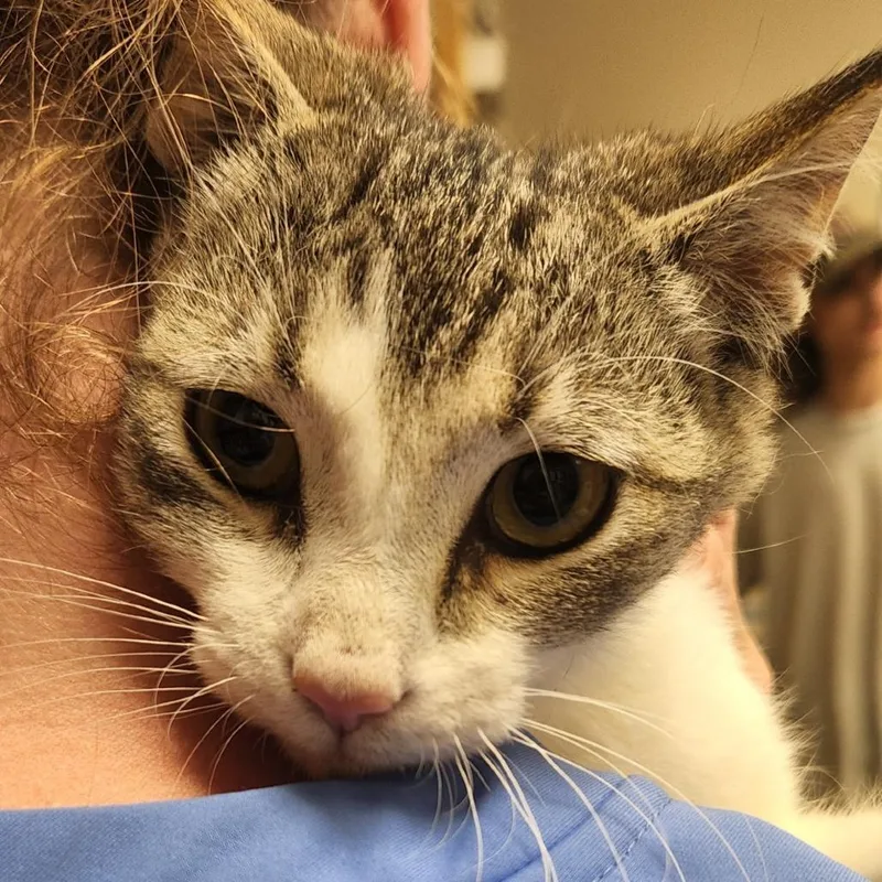 A young medium-sized male Gray / Blue / Silver Domestic Short Hair cat named Scuba  U for adoption in Tupelo, MS