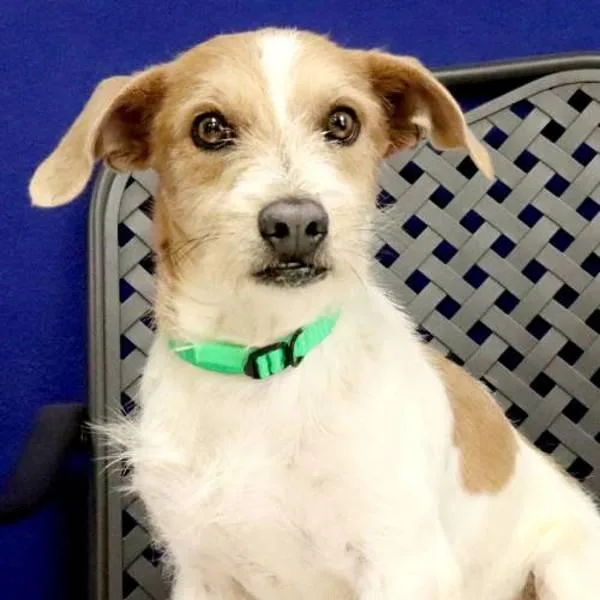 An adult small-sized male Terrier dog named Parker for adoption in Midland, TX