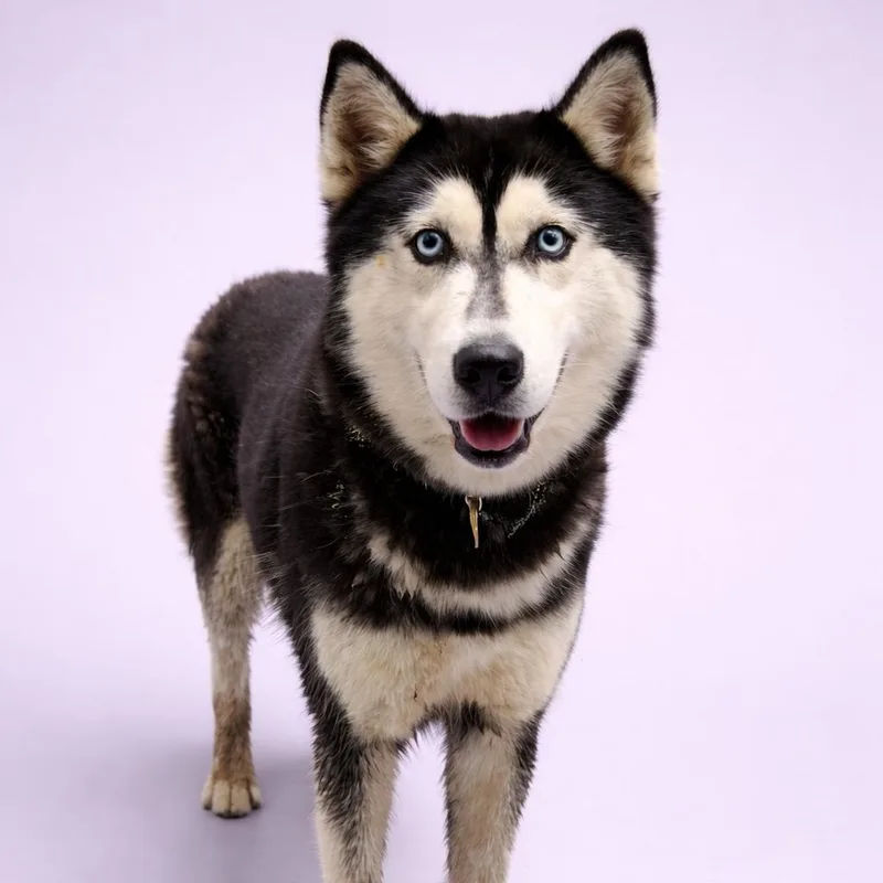 Serenity thumbnail 2