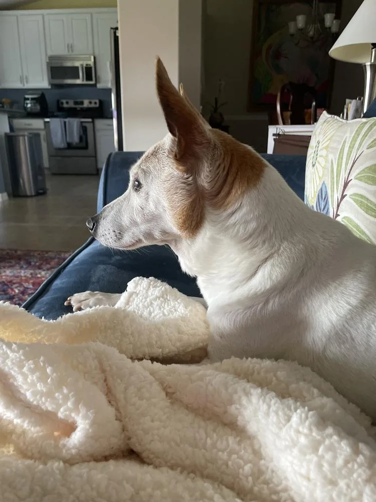 A senior medium-sized male Jack Russell Terrier dog named Rocco for adoption in Melbourne Beach, FL