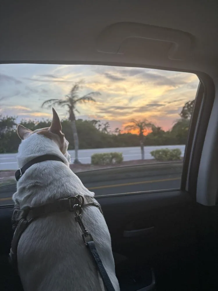 Rocco thumbnail 2
