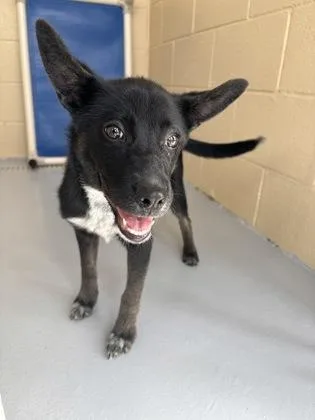 A young small-sized female Black German Shepherd Dog dog named Kyla for adoption in Harlingen, TX