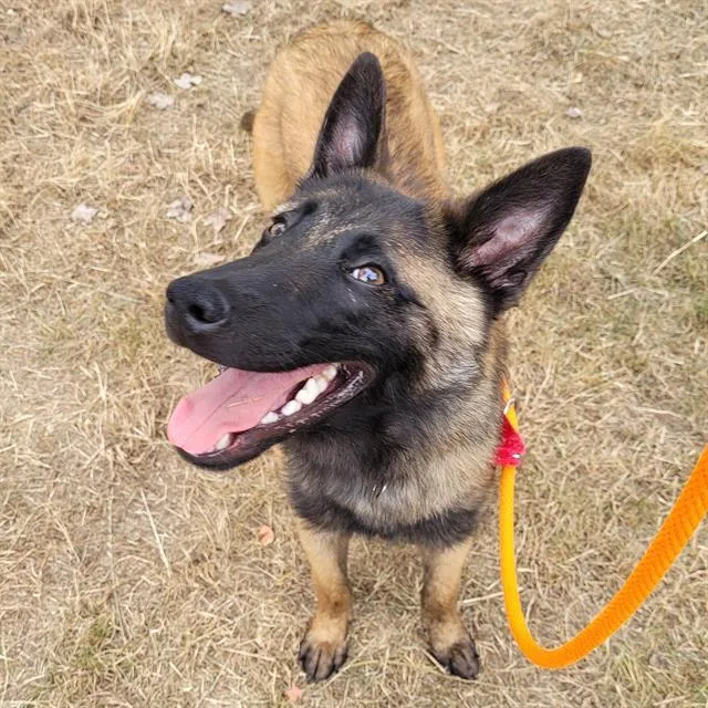 A young small-sized female Belgian Shepherd / Malinois dog named Ygritte for adoption in Kent, WA