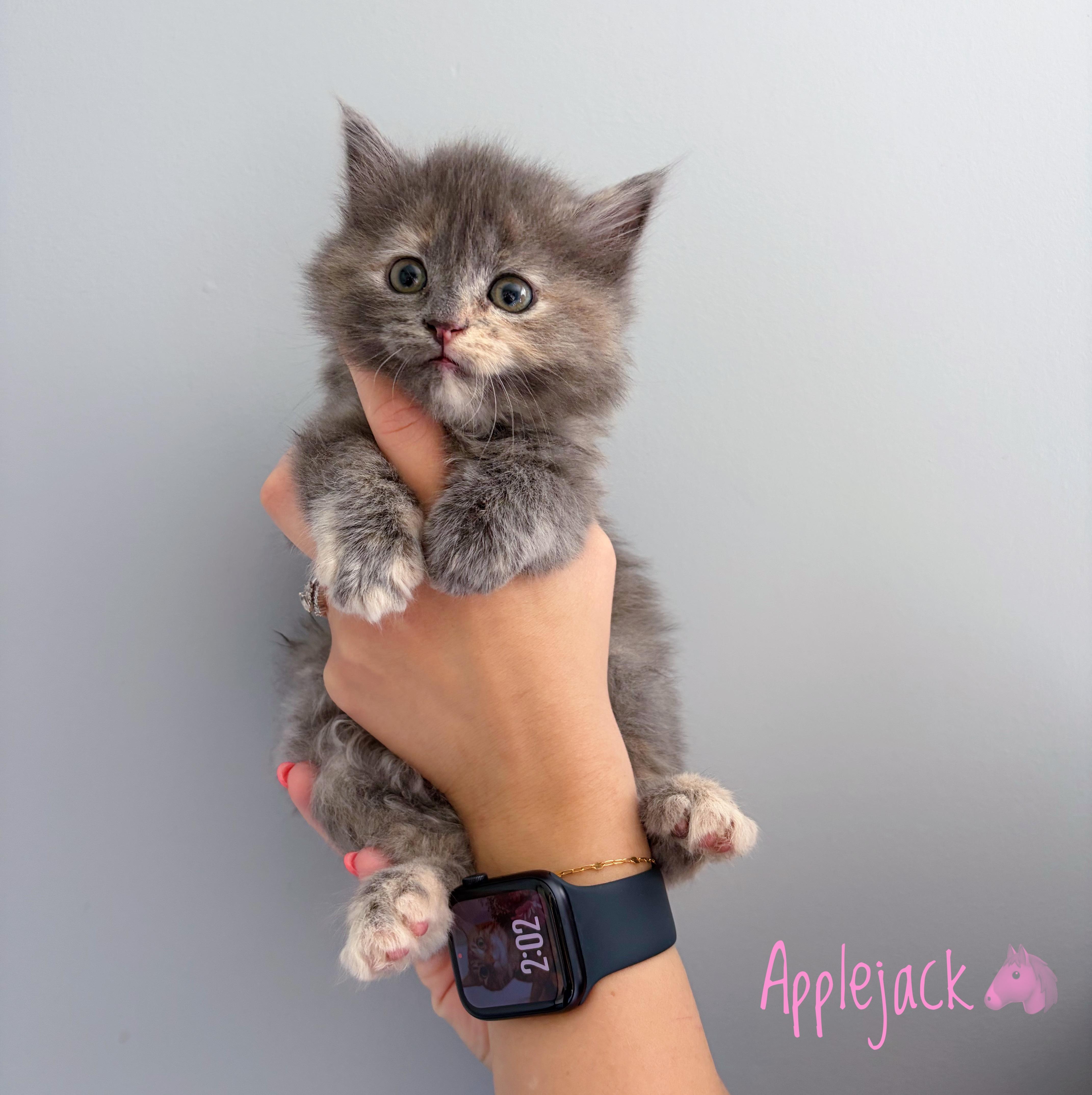 A baby medium-sized female Tortoiseshell Domestic Long Hair cat named Applejack for adoption in Bethel, OH