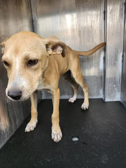 A baby medium-sized female American Staffordshire Terrier dog named Sandy for adoption in San Antonio, TX