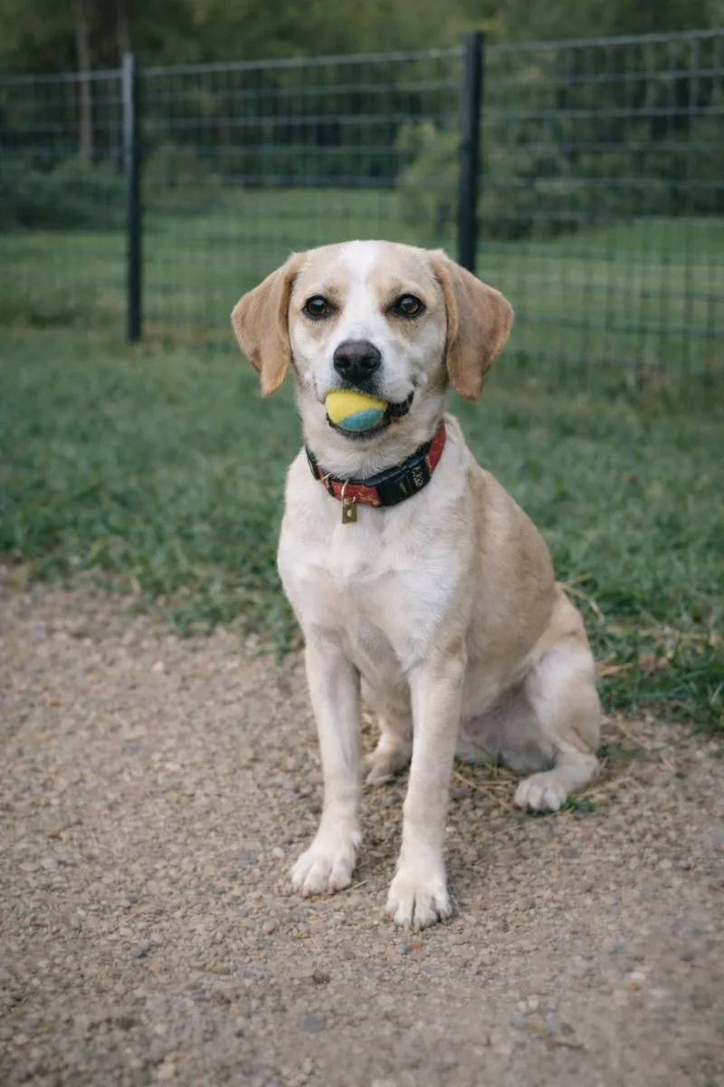 A baby medium-sized male White / Cream Beagle dog named Buckley for adoption in Hallsville, MO