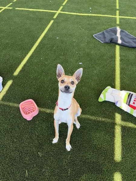 An adult medium-sized female Chihuahua dog named Sage for adoption in San Diego, CA
